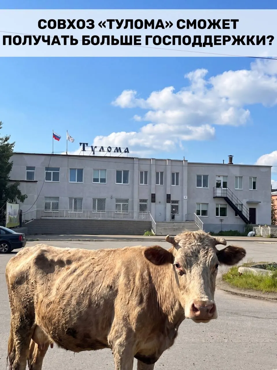 Федеральные изменения позволяют поддерживать фермы с долей государства более 25%. Для Мурманской области это важно, но критическое состояние совхоза «Тулома» ставит под вопрос своевременность помощи.
