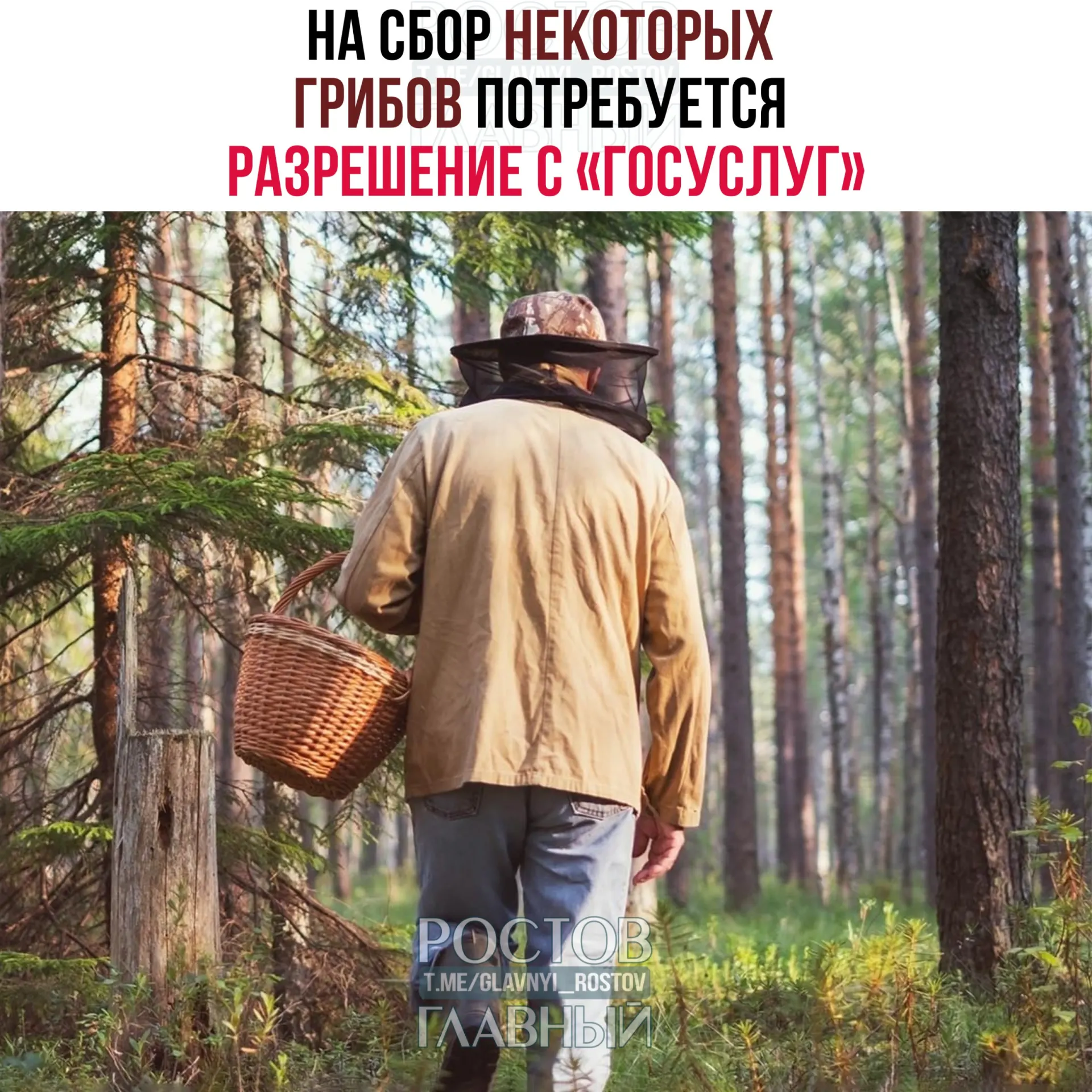 С 1 сентября 2027 года разрешение через портал «Госуслуги» будет нужно для сбора некоторых редких грибов; заявки будут рассматривать до 15 дней, за сбор краснокнижных — уголовная ответственность.