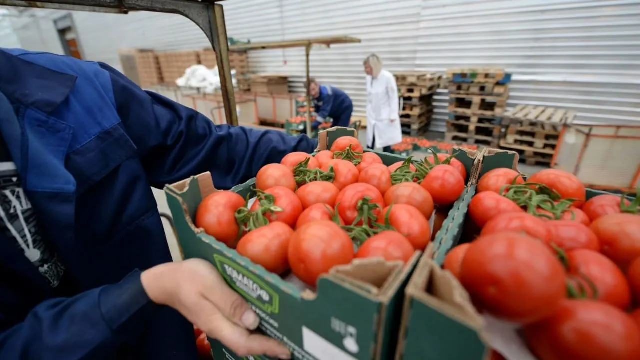 С 12 июня 2026 года Россия временно запрещает ввоз и транзит подкарантинных грузов из Армении из‑за повторных случаев выявления карантинных вредителей.