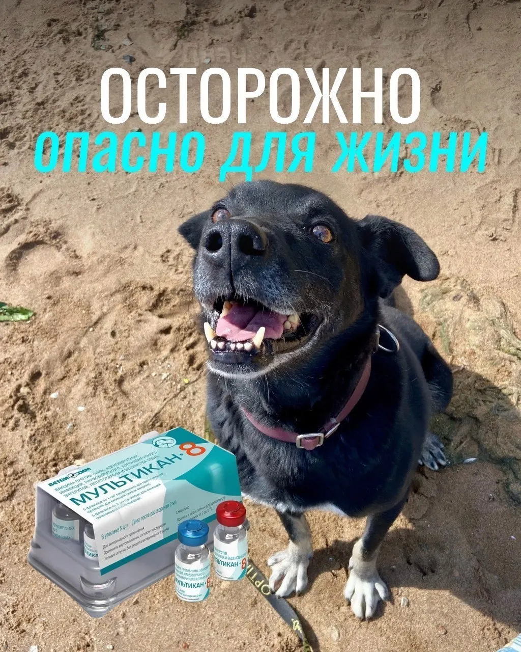 После прививки у некоторых собак наблюдались тяжелые побочные эффекты: судороги, рвота с кровью, диарея и высокая температура; часть животных погибла.